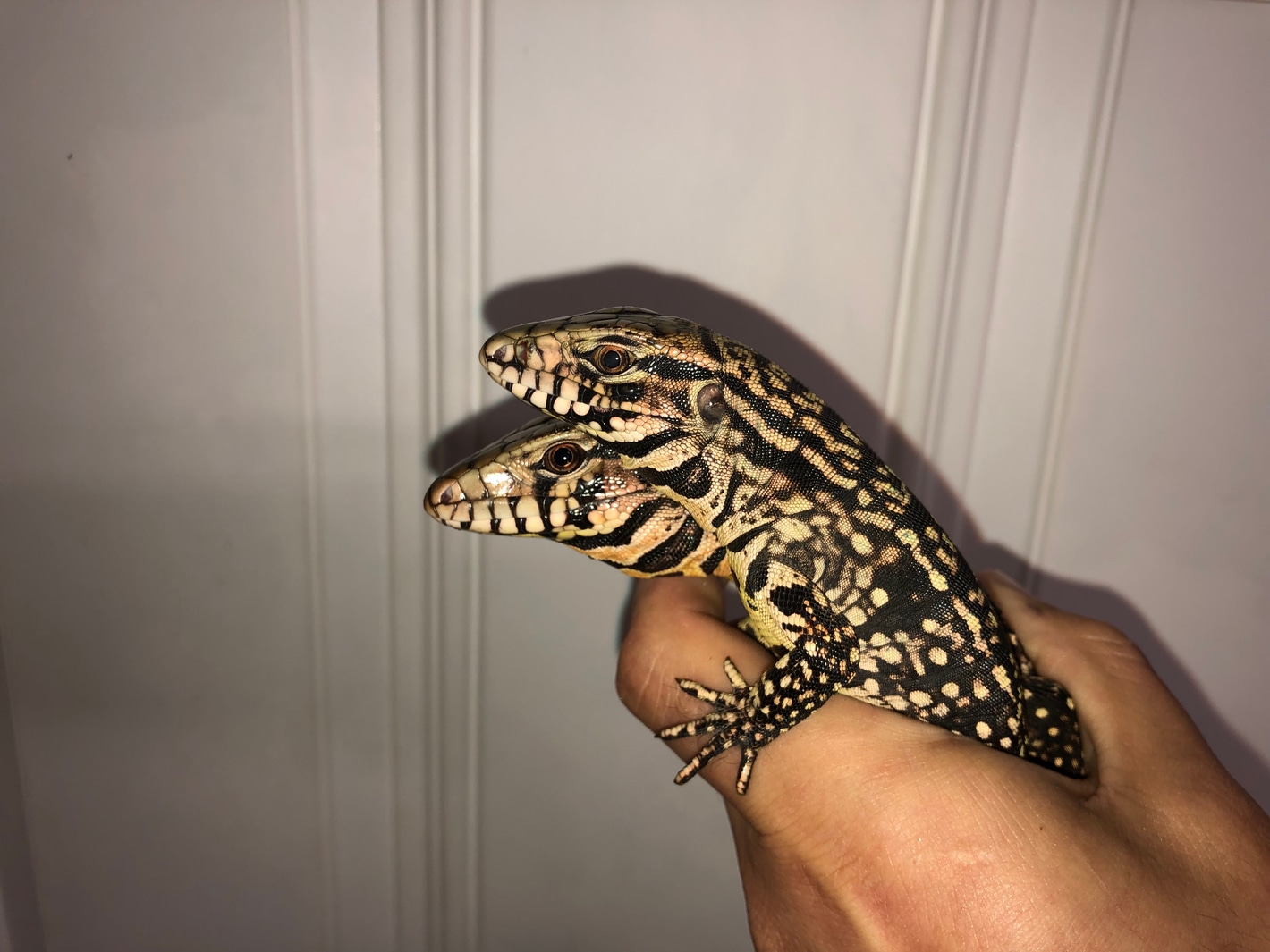 Tegu wholesale deals